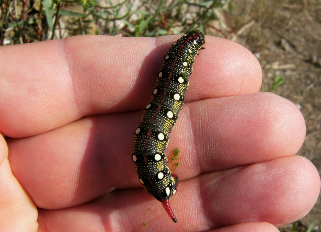 Bruco di Agrius convolvuli